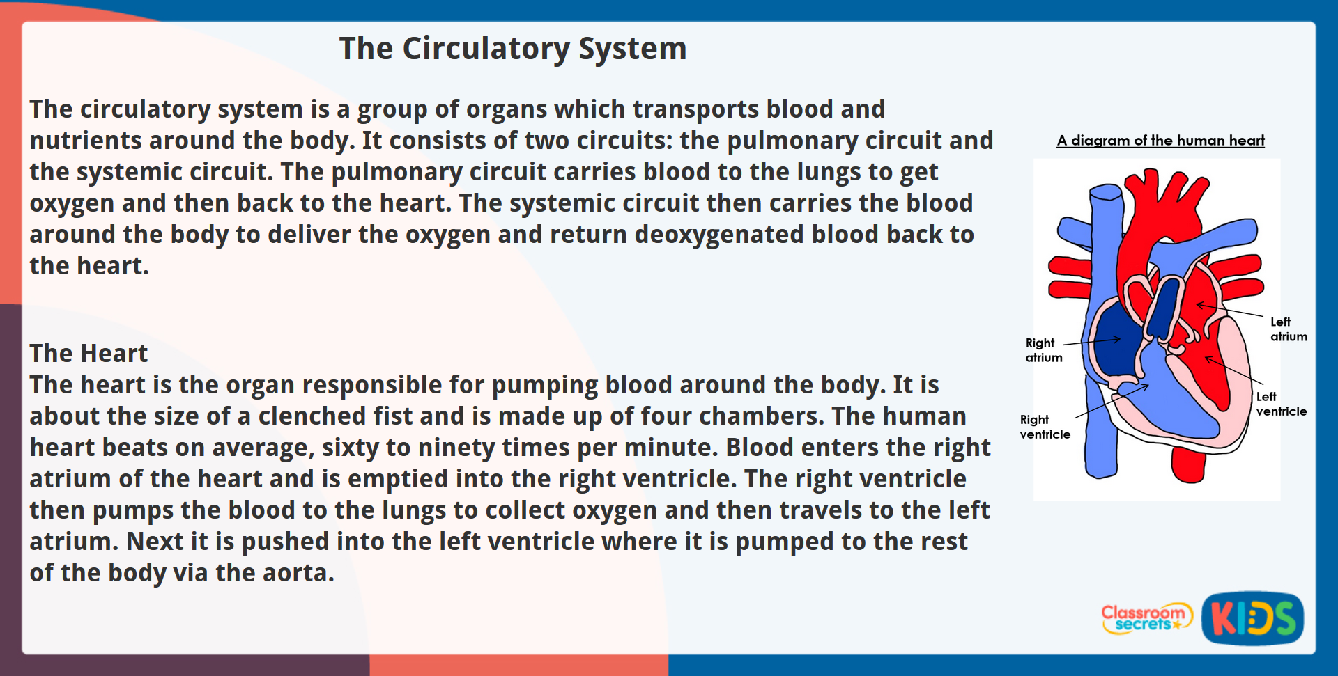 Year 5 Non-Fiction Reading Comprehension The Circulatory System